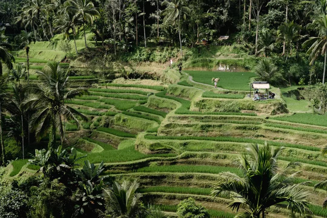 Ruang villa dan lingkungan persawahan